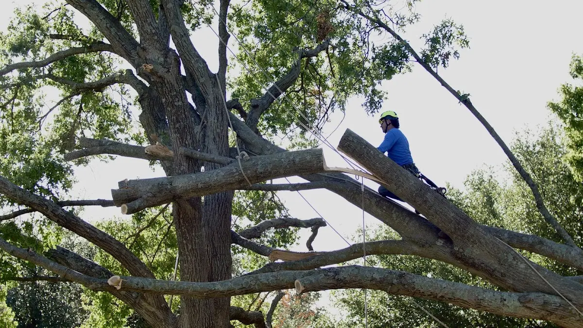 Professional Crown Thinning performed by certified arborists in Bangor