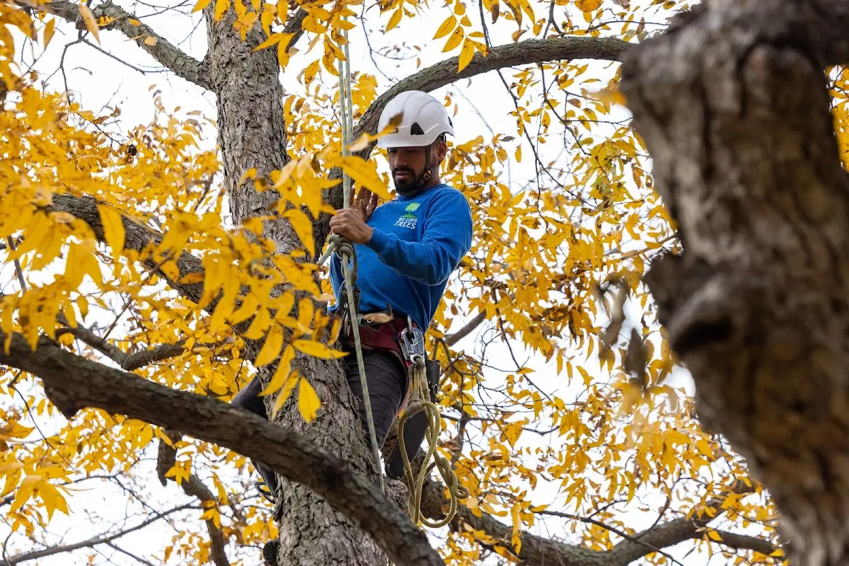 Skilled Tree Trimming crew working in Bangor