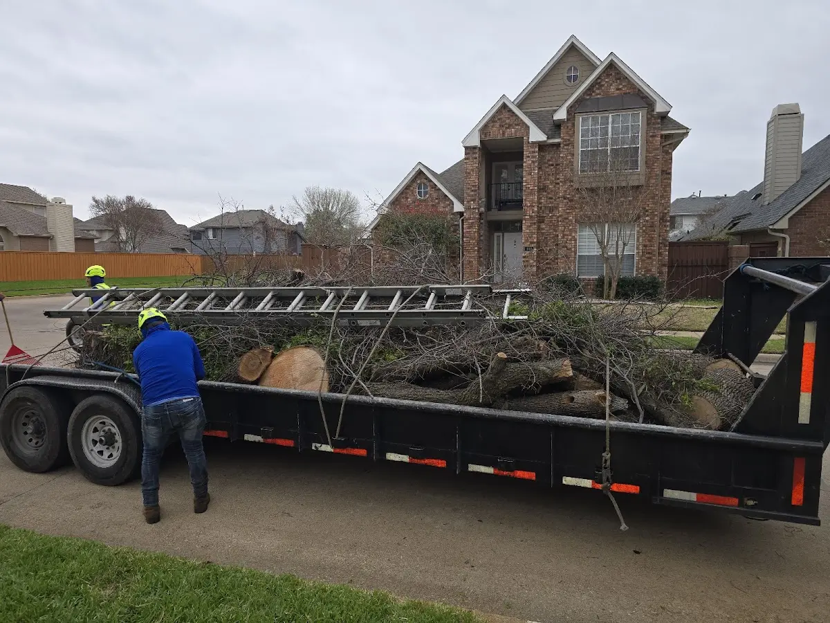 Expert Tree Removal with proper safety equipment in Bangor